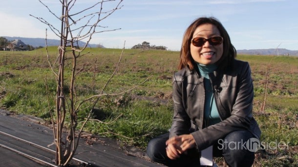 Loni on location at Robert Sinskey Vineyard in Napa. Sinskey's truffle orchard should start producing in 2-3 years.