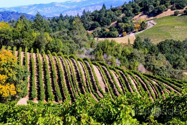 View to a Kill: Looking across Napa Valley from atop Mount Veeder.