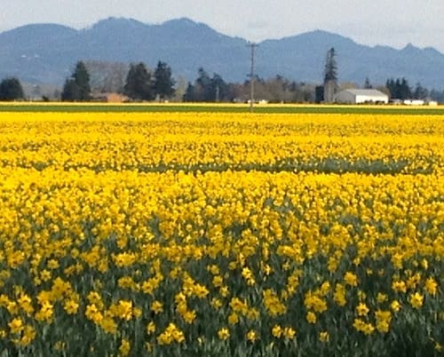 La Conner, Washington - Daffodils