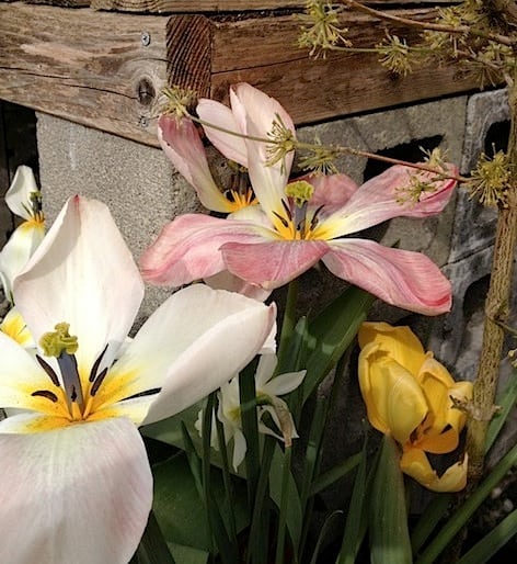 I loved these scraggly tulips