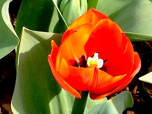 Solo Tulip
