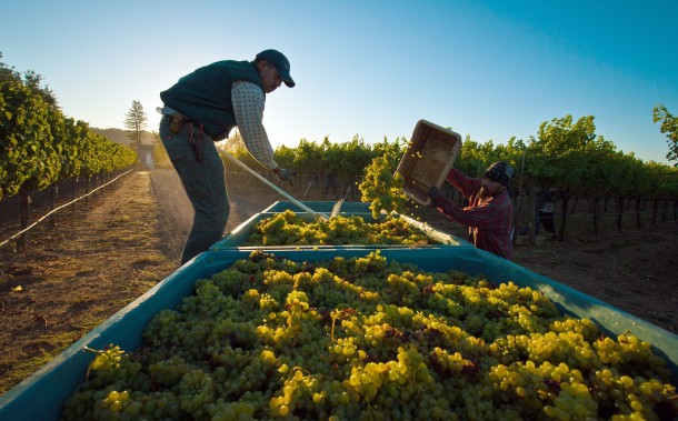 Harvest in Sonoma, California.