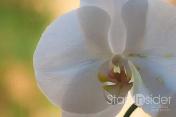 Canon EOS 70D Photo with 100mm - Orchid