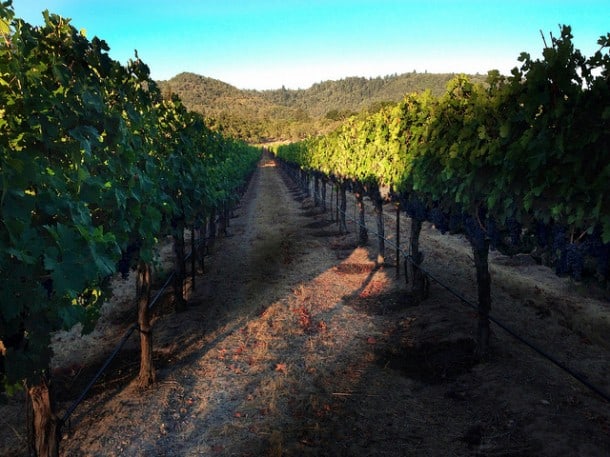 Vineyard by Craig Camp