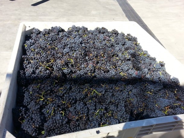 Concannon-Livermore-Harvest-2013