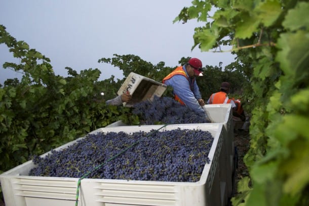 Joseph Phelps Harvest - Napa Valley