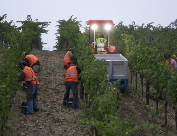 Joseph Phelps Harvest - Napa Valley