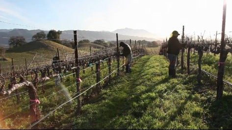 Pruning Season Wine Video