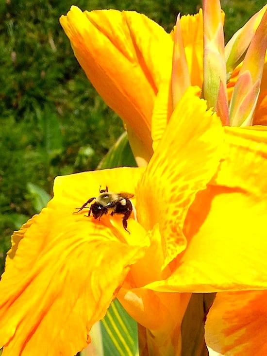 Beautiful flowers, birds, and bees