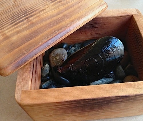 Pristinely perfect smoked mussel