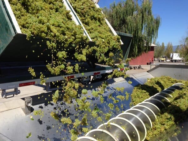 California Wine Harvest 2013