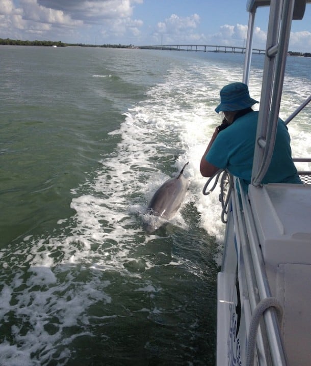 Up close with the Dolphins