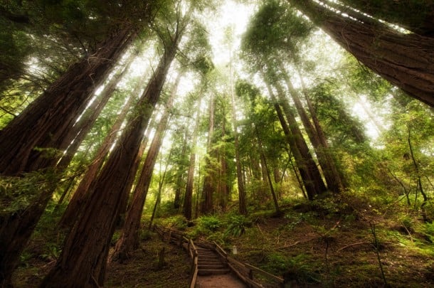 Muir Woods, California