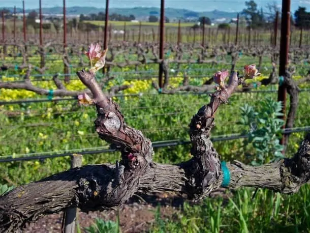 John Corcoran - Photo of Bud Break