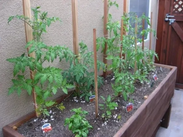 Vegetable Gardening - Planter Box Photos