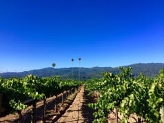 Records Broken: Historic early harvest reported in Napa