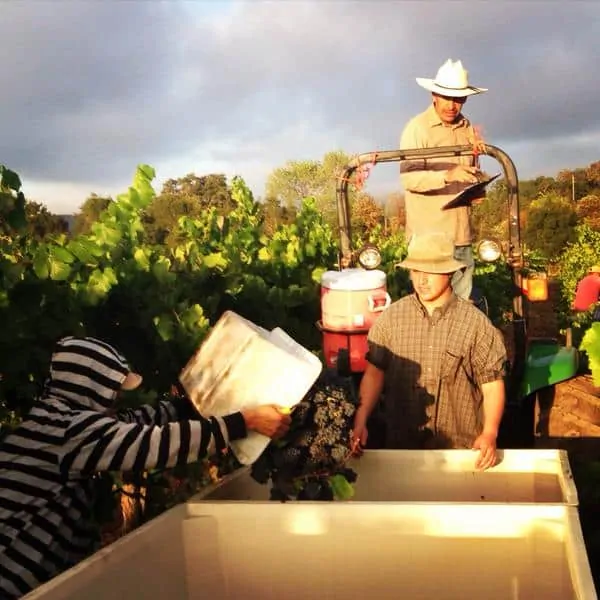 Records broken in Napa with early harvest