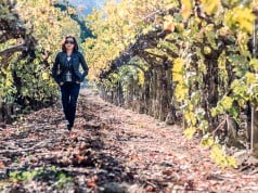 Trendspotting: Anything But Chardonnay? 50% of wine drinkers still prefer the universal white Napa Valley Vineyard - Fall