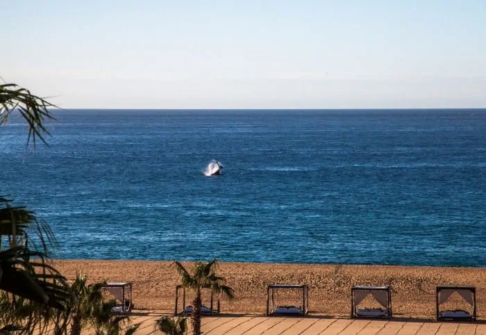 Whale watching at Pacifica, courtesy Pueblo Bonita