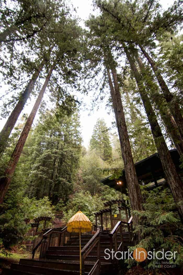 Magical Redwood Retreat - Sebastopol, Sonoma