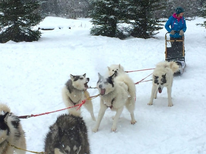 Base Camp Bigfork - Inuit dogs