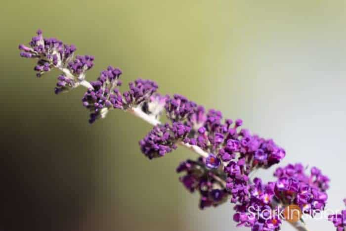 Tested: Canon EF 70-200mm f/2.8L IS II USM Telephoto Zoom Lens