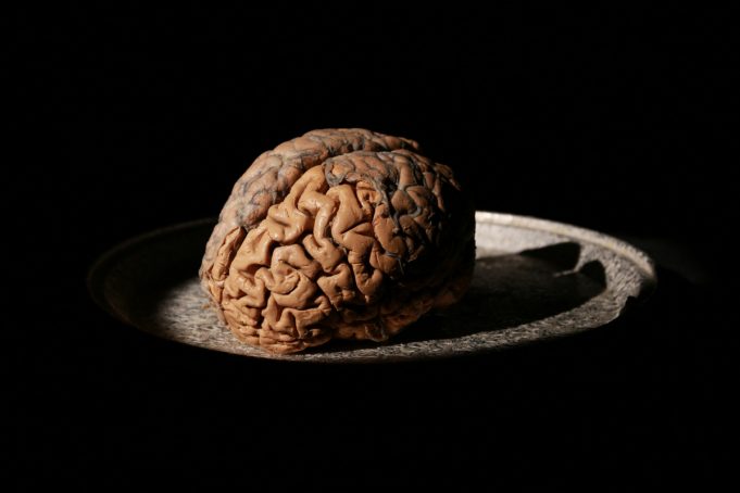 My Love Affair with the Brain: The Life and Science of Dr. Marian Diamond - Mill Valley Film Festival