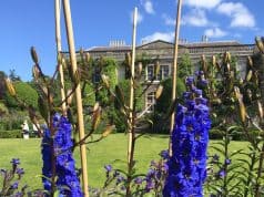 Two green thumbs up for Northern Ireland’s Flower Power!