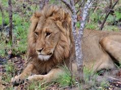 Wanderlust: Feel like Queen of the Jungle at Thornybush, South Africa