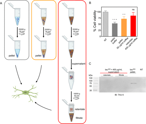 Espresso Coffee Mitigates the Aggregation and Condensation of Alzheimer′s Associated Tau Protein