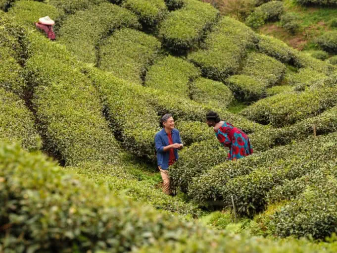 Aya walks through a tea field in China at dusk — a still from "Black Tea" (2024) by Abderrahmane Sissako