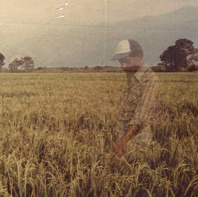 Esau Carabali standing in a rice field in Colombia, from the documentary ‘Will They Ever Come Back?’
