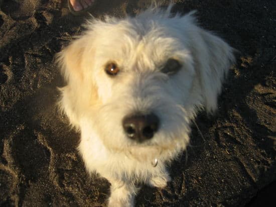 Charlie on the Beach