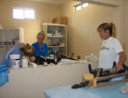 Spay Neuter Surgery at Animalandia